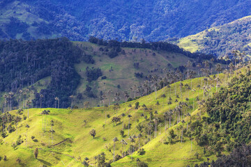 Canvas Print - Cocora