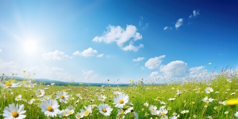 Poster - A beautiful spring meadow.