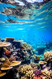 Fototapeta Fototapety do akwarium - Great Barrier Reef 11