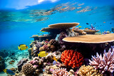 Fototapeta Do akwarium - Great Barrier Reef 10
