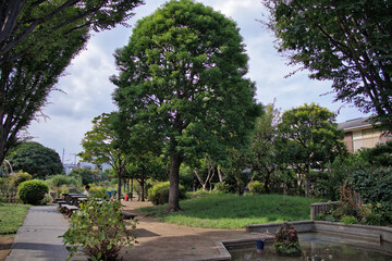 Wall Mural - 公園の木陰