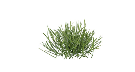 Fototapete - Bunches of grass on a transparent background. 3D rendering.	
