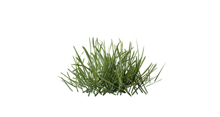 Fototapete - Bunches of grass on a transparent background. 3D rendering.	
