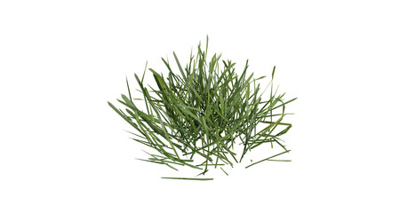 Fototapete - Bunches of grass on a transparent background. 3D rendering.	
