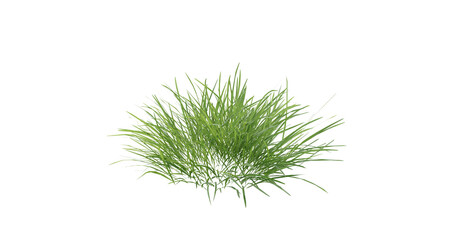 Fototapete - Bunches of grass on a transparent background. 3D rendering.	
