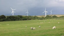 Nature Landscape With Sheep In The Field And Wind Turbines Against A Cloudy Sky