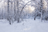Fototapeta Na ścianę - landscape winter forest fresh snow, path and trees