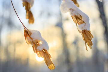 maple seeds are covered with snow and ice in winter