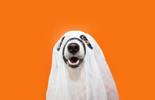 Puppy Dog Celebrating Halloween  In Ghost Costume With Happy Expression Face. Isolated On Orange Background