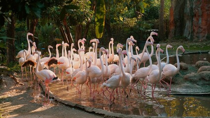 Pink Caribbean flamingos gracefully stand in a pond at Thailand open Zoo Park. Exotic birds with long legs and vibrant plumage create a colorful wildlife scene. Concept of wildlife and exotic beauty.