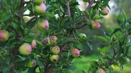 Wall Mural - green apples on the branches of a tree in the garden. apples on the tree. orchard with apples. close-up.