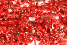 A Handful Of Bloodworm Bait For Fishing, Isolated On White Background. Bloodworm Close-up. Nozzle For Fishing. Extremal Close-up. Side View.