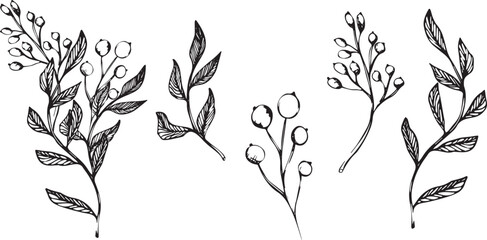 Vector set of branch with berries. ink hand drawing wild plants and herbs, monochrome artistic botanical illustration for backgrounds. Temlate for wedding cards and polygraphy, logo, tattoo