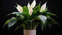 Peace Lily, A Decorative Houseplant (Spathiphyllum Wallisii).