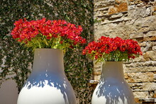 Grands Pots De Fleur Avec Fleurs Tropicales Rouges.