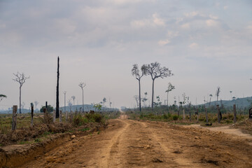 Sticker - Amazon rainforest dirt road crosses deforested and degraded cattle pasture land at livestock farm. Amazonas, Brazil. Concept of environment, ecology, global warming, climate change, agriculture.