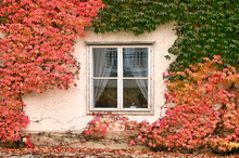 Wall With Old Wooden Window And Colorful Creeper Leafs Autumn Season