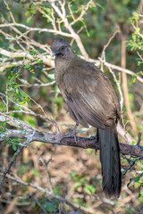 Wall Mural - Plain Chachalaca in Thicket
