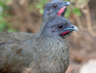 Wall Mural - Plain Chachalaca in Texas Thicket