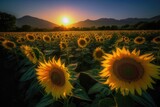 Fototapeta Kwiaty - Golden field of sunflowers bathed in sunlight., generative IA