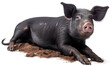 Black domestic pig lying in the dirt isolated on a white background as transparent PNG, farm animal