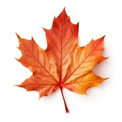 Canvas Print - Autumn colored fall leaf isolated.