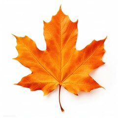 Canvas Print - Autumn colored fall leaf isolated.