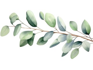 Wall Mural - Eucalyptus leaves in watercolor isolated