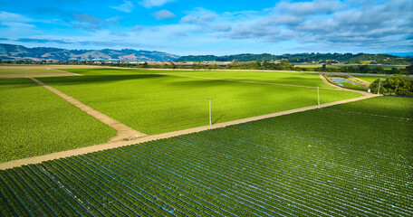 Wall Mural - Lush green farmland with dark green and light green strawberry crops aerial