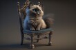Cute cat with blue eyes sitting on a chair