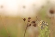 una farfalla macaone su un fiore al tramonto in estate