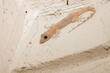 Almost transparent Gecko on a house wall