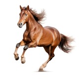 Fototapeta Konie - Brown horse run gallop isolated
