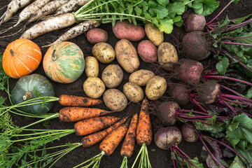 Wall Mural - Autumn harvest of fresh raw carrot, beetroot, pumpkin, daikon radish and potato on soil ground in garden. Harvesting organic eco bio fall vegetables