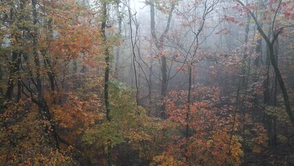 Wall Mural - Fog and mist weather in mountain forest during autumn in Ozark mountains of Arkansas 