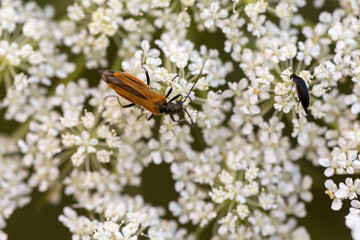 Wall Mural - Habitat for insects, wildflowers and herbs in rural garden.