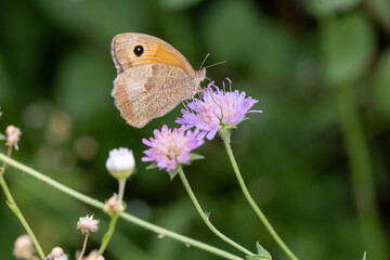 Wall Mural - Habitat for insects, wildflowers and herbs in rural garden.