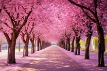 Beautiful Pink Flowering Cherry Tree Way