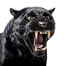 A Black Jaguar, Snarling With Barred Teeth, Layed Back Ears, Portrait Frontal View,  In A Nature-themed, Illustration In A PNG, Cutout, And Isolated. Generative Ai