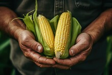 Close Up Of Farmer Male Hands Holding Corn