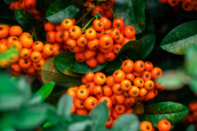 Pyracantha Coccinea In Garden, Firethorn Berries In The Fall Season, Closeup