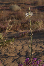 Desert Lily Blooming Above The Algodones Dunes In Southern California.