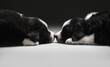 Two border collie puppies lie and sleep with their noses to each other, side view. Age 1 month.