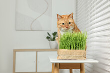 Cute Ginger Cat And Potted Green Grass On White Table Indoors, Space For Text