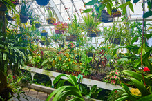 Large Collection Of Potted Plants In Green House