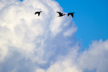 Cormorants In The Clouds