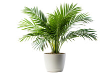 Photography Of Areca Palm In A Pot, Isolated On Solid White Background PNG