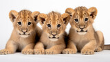 Fototapeta  - Group of cute lion cubs on a white background