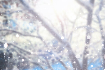  Blurred snow background. Winter landscape. Trees and plants covered with snow.