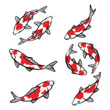 Set Of Hand Drawn Koi Fish Illustration. Koi Carp Line Art Collection